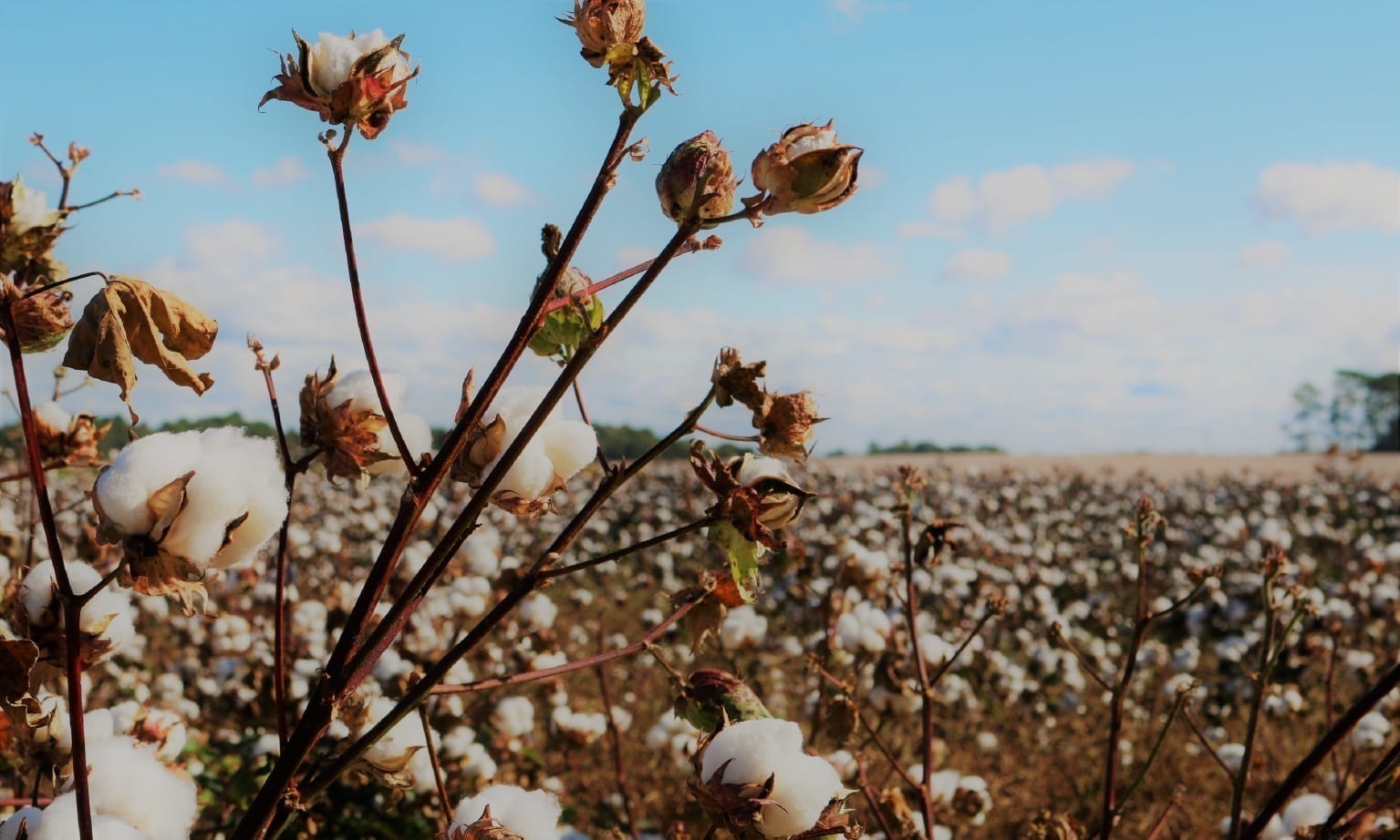 Regenerative Cotton Farming with REEDS